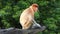 Female Proboscis monkey Nasalis larvatus sitting on a tree in Labuk Bay, Sabah, Borneo, Malaysia