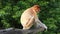 Female Proboscis monkey Nasalis larvatus sitting on a tree in Labuk Bay, Sabah, Borneo, Malaysia