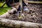 female professional gardener works in the garden