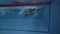 Female professional swimmer floating crawl stroke in pool and turning underwater