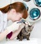 Female professional vet doctor examining a cat\'s ear with an otoscope