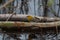 Female Prothonotary Warbler foraging in a dark swamp.