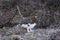 Female ptarmigan