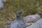 Female ptarmigan Lagopus muta during late august amidst the scree in the cairngorms national parl, scotland.