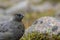 Female ptarmigan Lagopus muta during late august amidst the scree in the cairngorms national parl, scotland.