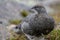 Female ptarmigan Lagopus muta during late august amidst the scree in the cairngorms national parl, scotland.