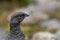 Female ptarmigan Lagopus muta during late august amidst the scree in the cairngorms national parl, scotland.