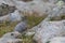 Female ptarmigan Lagopus muta during late august amidst the scree in the cairngorms national parl, scotland.