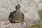 A female Ptarmigan Lagopus mutus in the Cairngorm mountains.