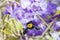 Female Pubescent carpenter bee, Xylocopa Pubescens, foraging on purple wisteria
