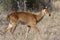 Female Puku Antelope (Kobus vardonii) - Botswana