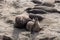 Female pulls away from male at Elephant Seal Vista Point, San Simeon, CA, USA
