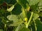 Female pumpkin bud, leafs and runner