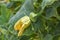 Female pumpkin flower turning into pumpkin fruit