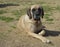 Female purebred English Mastiff Dog laying on the ground outside in the summer