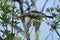 Female purple finch reaches for a meal of berries while perched on a twig