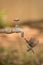 Female purple sunbird hovers under outdoor tap