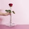 Female putting a beautiful single rose in a wide bottom glass vase