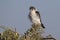 Female pygmy falcon sitting on the branches of a bush on the Afr