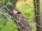 A female Pyrocephalus bird in nature