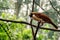 Female of the Raggiana Bird-of-Paradise