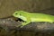 Female rare Fiji banded iguana, Brachylophus fasciatus