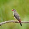 Female Red Avadavat