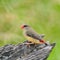 Female Red Avadavat