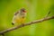 Female of Red Avadavat(Amandava amandava)