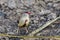 Female of Red avadavat bird living on ground