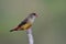 Female of Red avadavat perching on branch over fine blur green background, beautiful little brown bird with red beaks