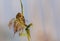 Female Red-backed Shrike