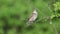 A female red-backed Shrike, Lanius collurio, sits on a branch and cleans her feathers. sound of nature