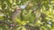 Female Red-backed Shrike Among Leaves