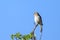 A female Red Backed Shrike sitting on a bush