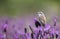 Female Red-backed Shrike on Spanish Lavender