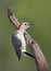 Female Red-bellied Woodpecker (Melanerpes carolinus)