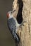 Female Red bellied Woodpecker (Melanerpes carolinus)