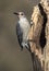 Female Red bellied Woodpecker (Melanerpes carolinus)