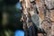 Female Red Bellied Woodpecker on a pine tree