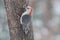 Female Red Belly Woodpecker in Winter