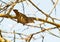 A female Red-billed Buffalo-weaver