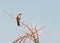 A female of the Red-billed Buffalo Weaver