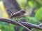 The female Red-breasted Flycatcher Ficedula parva on a branch