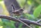 The female Red-breasted Flycatcher Ficedula parva on a branch