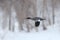 Female Red-breasted Merganser in Flight on a Snowy Day