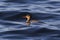 Female Red-breasted Merganser floating in the waters of the bay