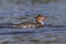 Female Red-breasted Merganser swimming in a Florida lagoon