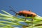 Female red-brown longhorn beetle, Stictoleptura rubra on pine needle, copyspace in the photo