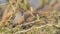 Female Red-cheeked Cordon-bleu on Shrubs